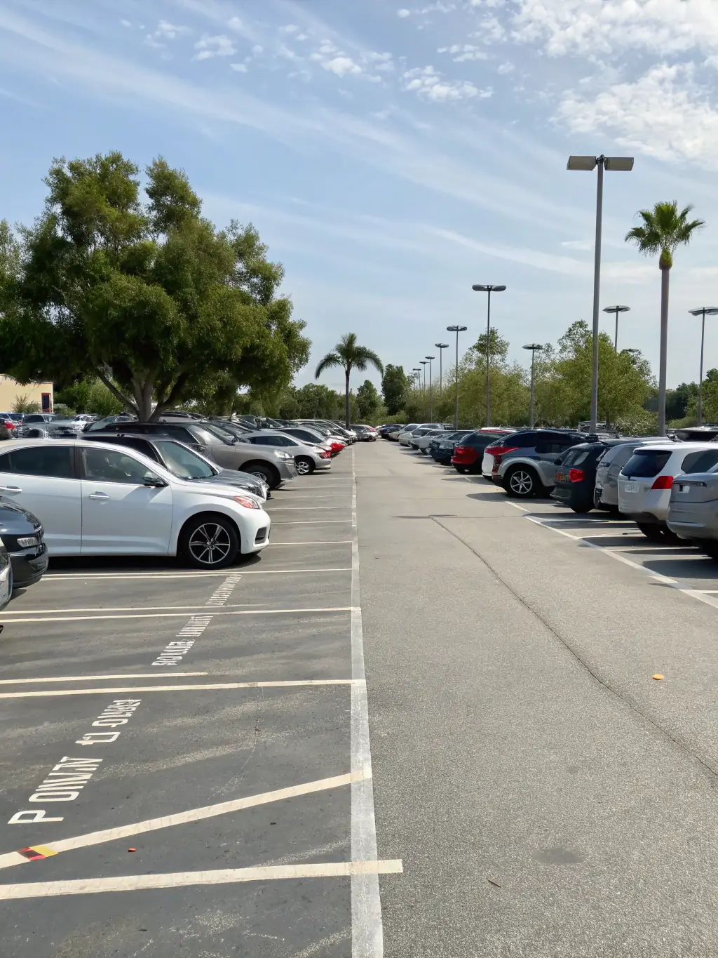 A diverse selection of well-maintained vehicles, including economy cars, SUVs, and vans, parked neatly in a designated airport car rental area.